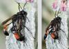 Ammophila sabulosa